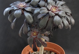 Aeonium arboreum ssp  atropurpureum cv   Schwarzkopf