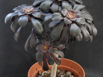 Aeonium arboreum ssp  atropurpureum cv   Schwarzkopf