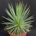 Agave striata