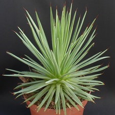 Agave striata