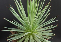 Agave striata