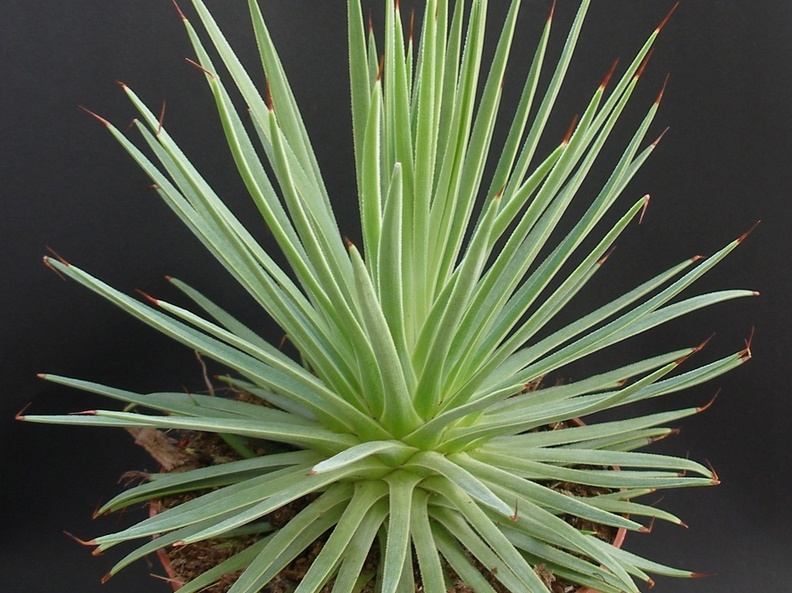 Agave striata