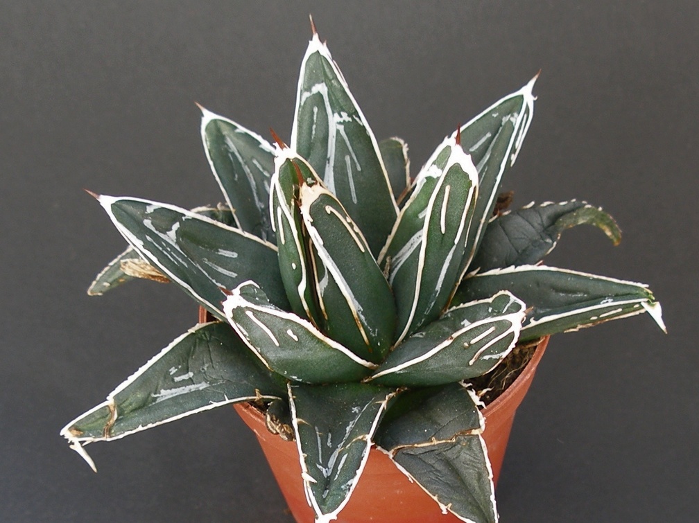 Agave victoria-reginae