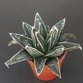 Agave victoria-reginae