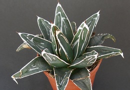 Agave victoria-reginae