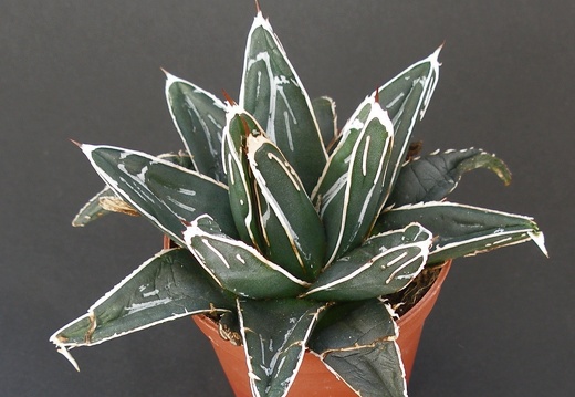 Agave victoria-reginae