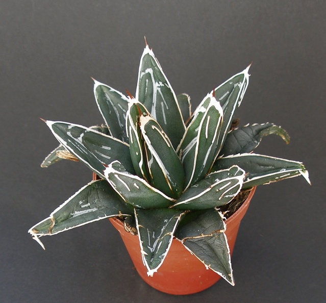 Agave_victoria-reginae.JPG