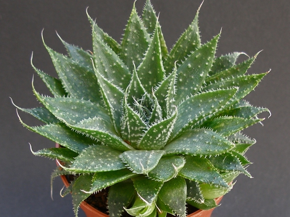 Aloe aristata