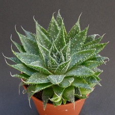 Aloe aristata