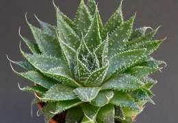 Aloe aristata