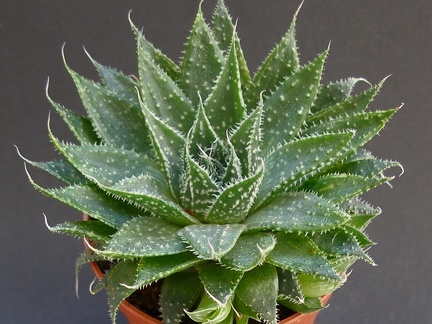 Aloe aristata