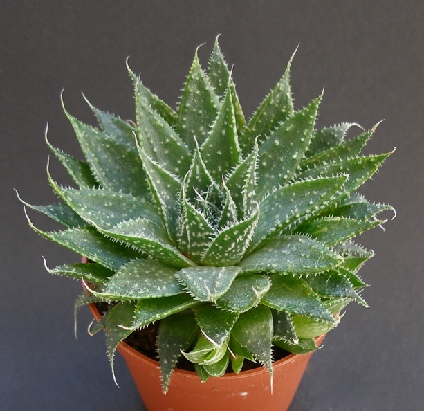 Aloe_aristata.JPG