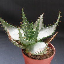 Aloe broomi1