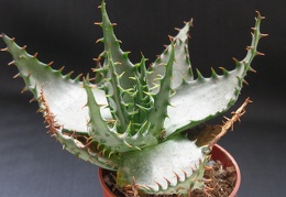 Aloe broomi1