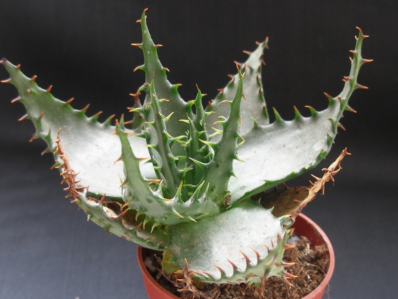 Aloe broomi1