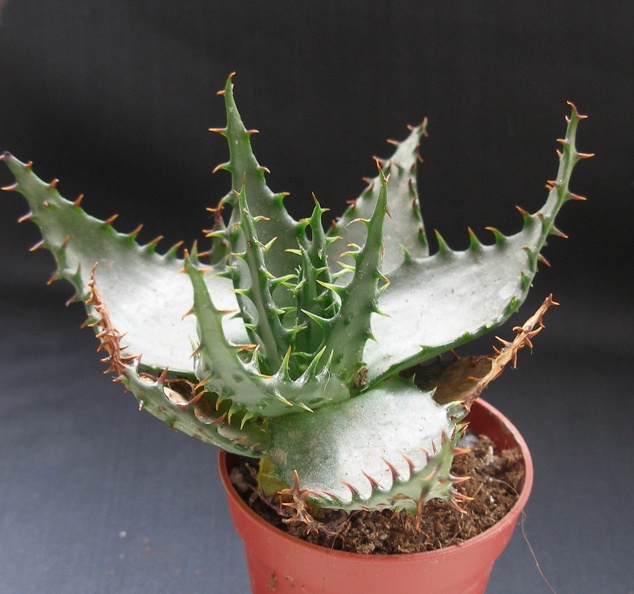 Aloe_broomi1.JPG