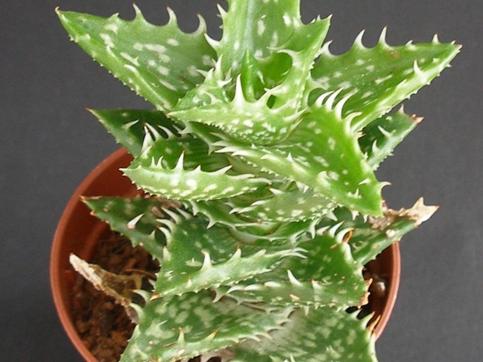 Aloe concinna