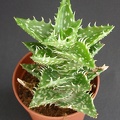 Aloe concinna