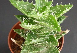 Aloe concinna