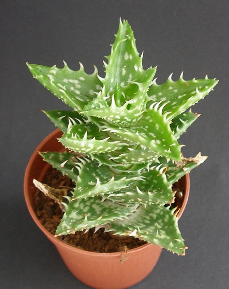 Aloe_concinna.JPG