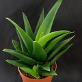 Aloe cv   Black Gem