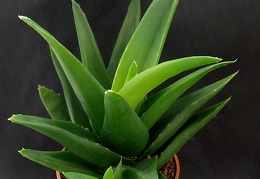 Aloe cv   Black Gem