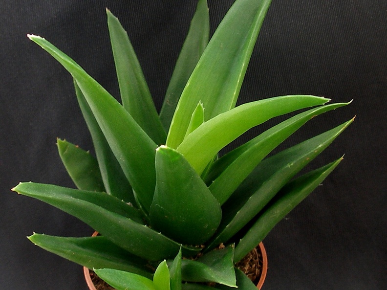 Aloe cv   Black Gem