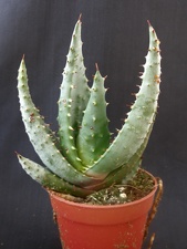 Aloe ferox