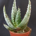 Aloe ferox