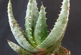 Aloe ferox