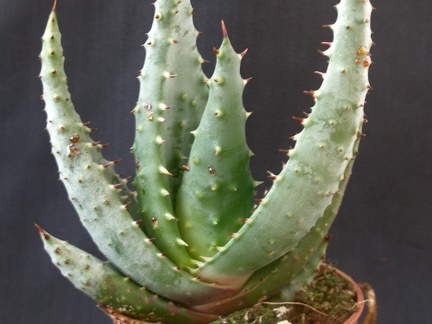 Aloe ferox