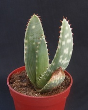 Aloe gariepensis