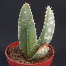 Aloe gariepensis