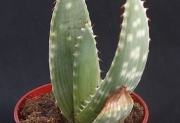 Aloe gariepensis