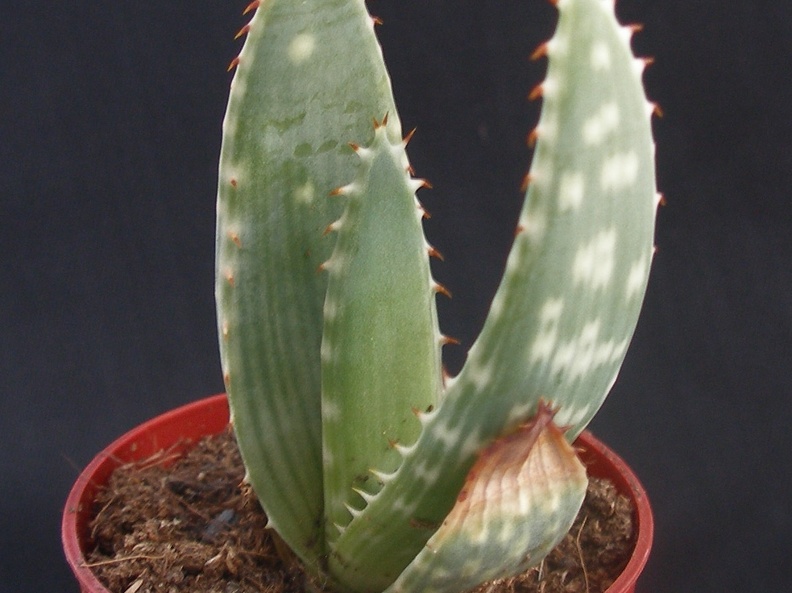 Aloe gariepensis