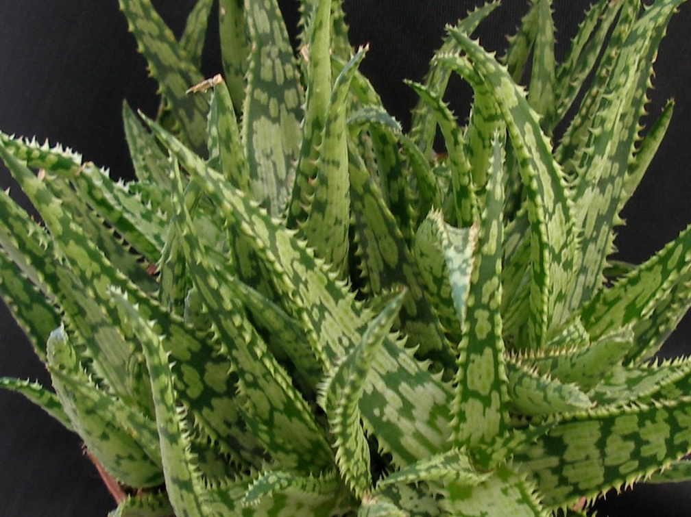 Aloe rauhii