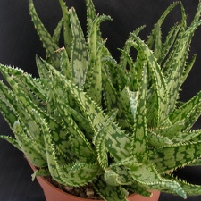 Aloe rauhii