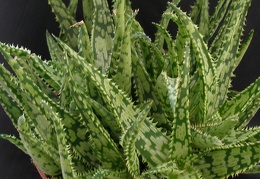 Aloe rauhii