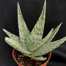 Aloe rauhii cv   Snow Flake