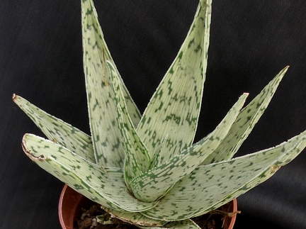 Aloe rauhii cv   Snow Flake