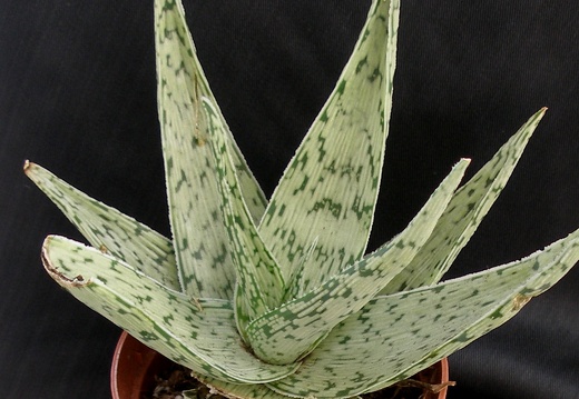 Aloe rauhii cv   Snow Flake