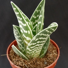 Aloe variegata