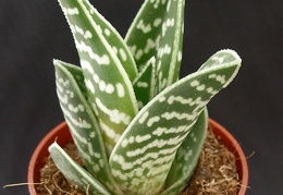 Aloe variegata