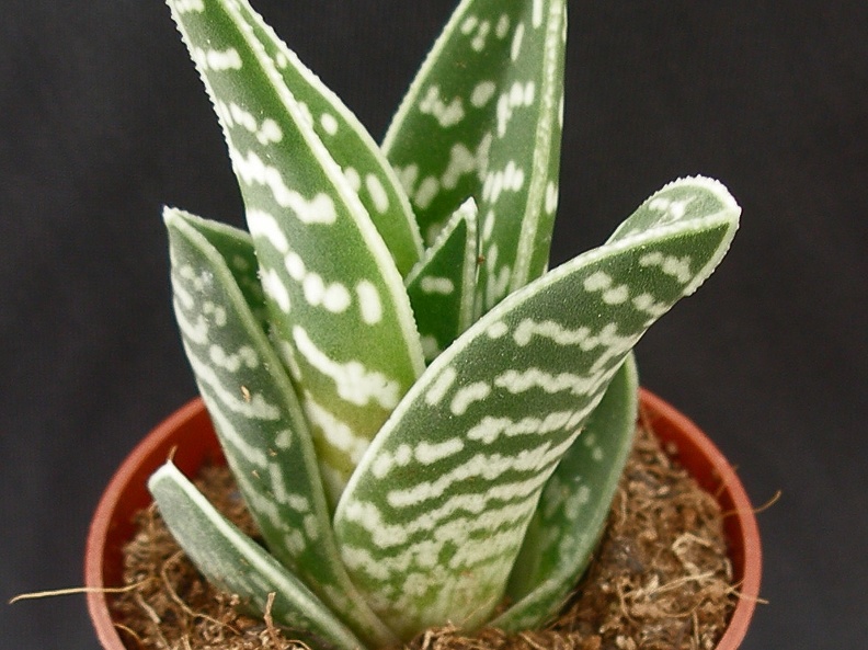 Aloe variegata