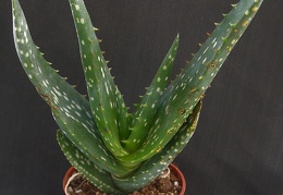 Aloe vera