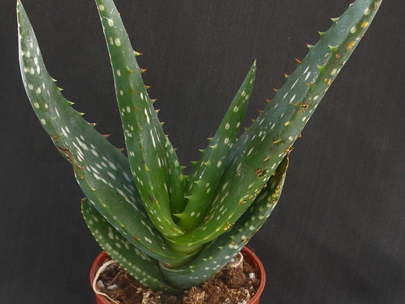 Aloe vera