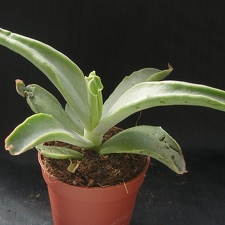 Cotyledon cv  Octopus  