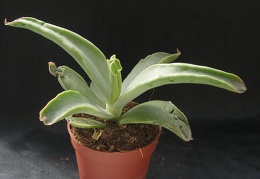 Cotyledon cv  Octopus  