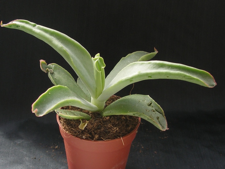 Cotyledon cv  Octopus  