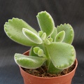 Cotyledon tomentosa ssp  ladismithiensis